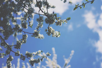 Summer - Kostenloses image #296637